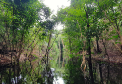 Forest on the amazon river